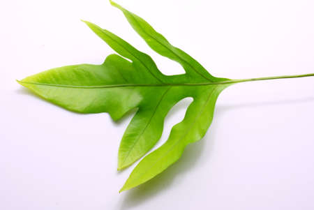 Green leaf, fernの写真素材