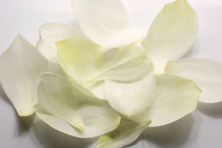 lotus petalsの写真素材