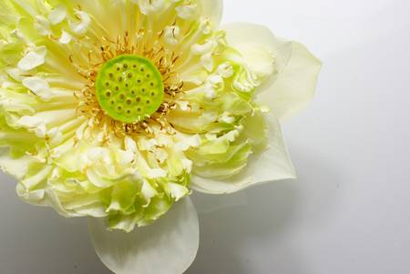  MAGNOLIA LOTUS,ALBUM PLENUM, lotus flowerの写真素材