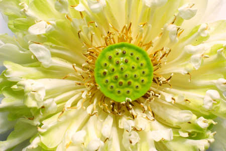 top view of lotus flower, Nelumbo nucifera Gaertn, の写真素材