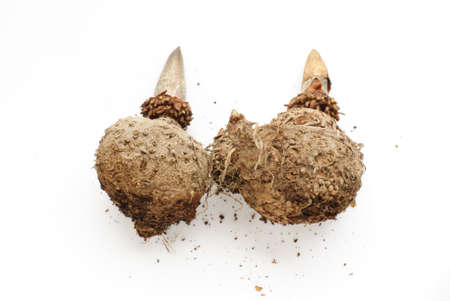 Elephant yam, Stanley s water-tub, Konjac