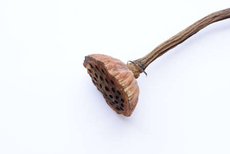 Old lotus pod isolated on white background
