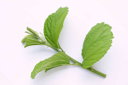 Green leaf isolate on white background