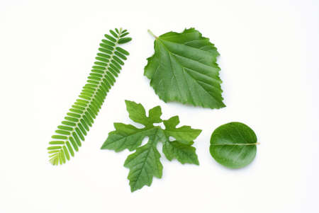 collection of green leaf isolate on white backgroundの写真素材