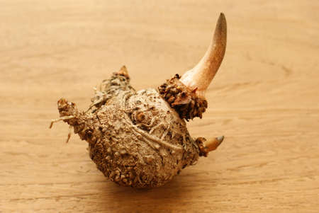 Elephant yam, Stanley s water-tub, Konjacの写真素材