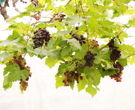 grapevine, vineryの写真素材