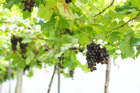 grapevine, vineryの写真素材