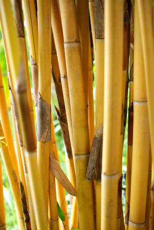 golden bambooの写真素材