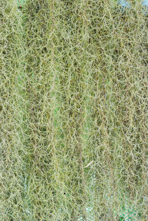  Spanish moss, Tillansia usenoides Lの写真素材