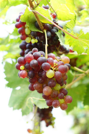 Red grapes in the vineyardの写真素材