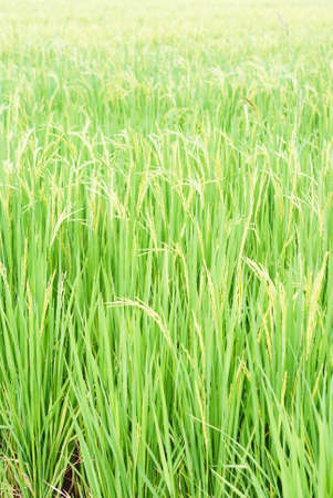 Ripening rice in a paddy fieldの写真素材