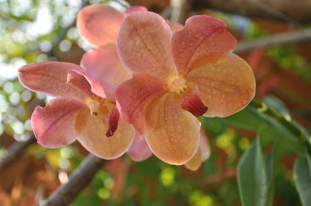 vanda, orchidの写真素材