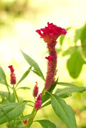 Cockscomb, Chinese Wool Flower, Celosia argentea L var cristata L Kuntze, red flowerの写真素材