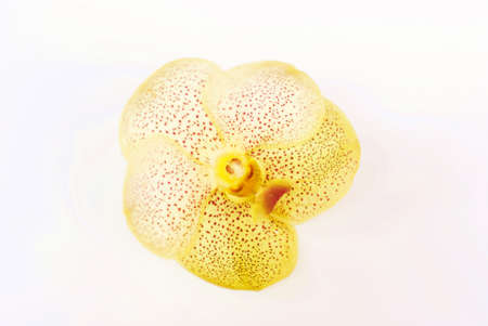 Yellow blossom vanda orchid of thailand