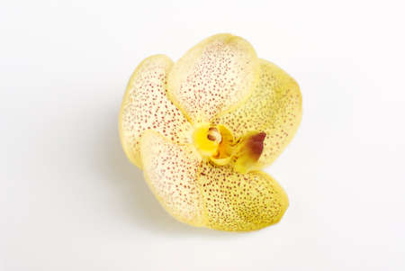 Yellow blossom vanda orchid of thailandの写真素材