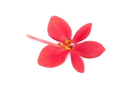 beautiful red orchid isolated on white