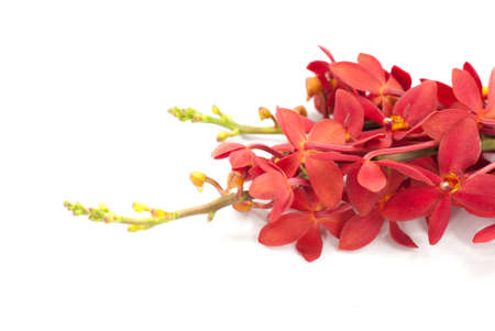 beautiful red orchid isolated on whiteの写真素材