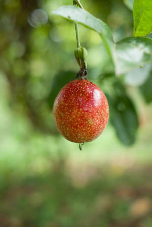 Close up of passion fruit on the vineの写真素材