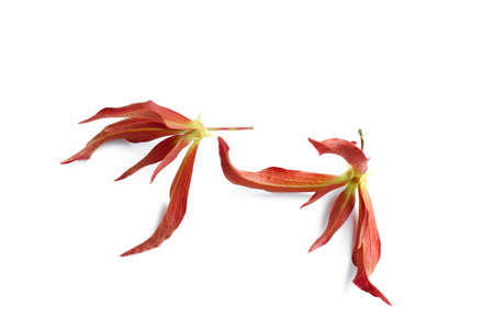 Desmos chinensis Lour ,Annonaceae 