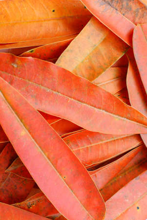Yellow leaves, background