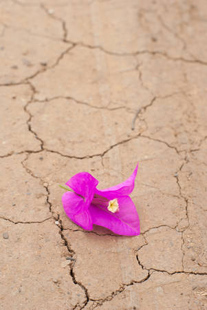 purple flower on soil backgroundの写真素材