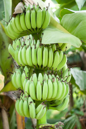 Bunch of ripening bananas on treeの写真素材