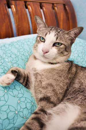 portrait of cat on a bedの写真素材