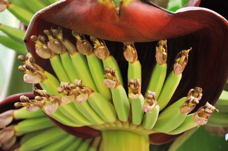 Small banana with Banana Flowerの写真素材