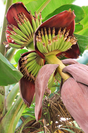 Banana with Banana Flowerの写真素材