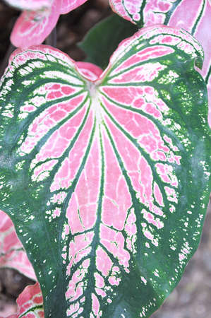 Caladium Bicolor Vent, colorful leavesの写真素材