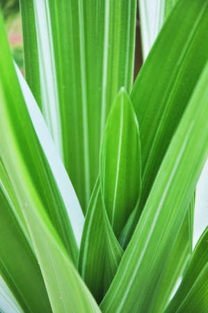 Texture of green leaf as backgroundの写真素材