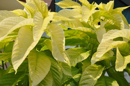 Texture of golden green leaves as backgroundの写真素材