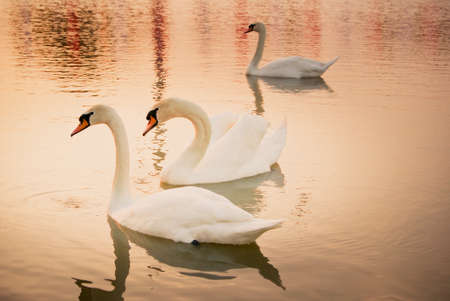 swan on lake water, swans on pond, nature seriesの写真素材