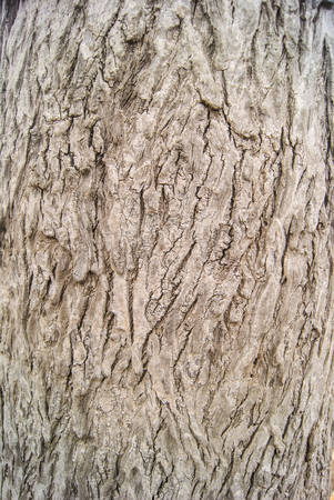Old Wood Tree Texture Background Patternの写真素材