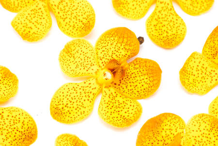 beautiful yellow orchid isolated on whiteの写真素材
