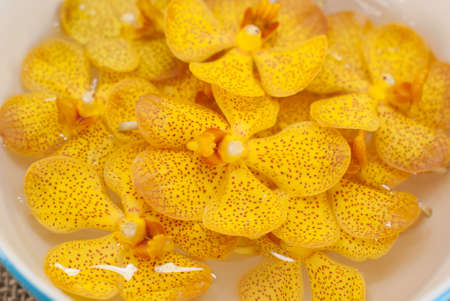 beautiful yellow orchid isolated on whiteの写真素材