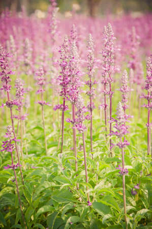 Clary Sage (Salvia sclarea) for background useの写真素材