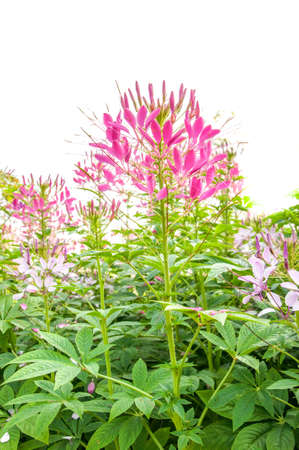 Spider flower, prickly spider-flower, pink queen.の写真素材