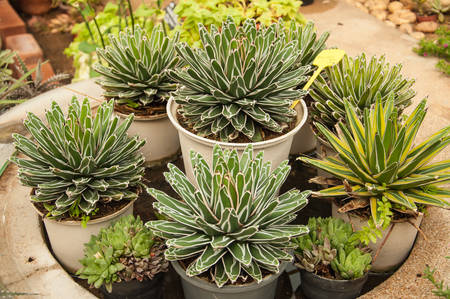 Sharp pointed agave plant leavesの写真素材