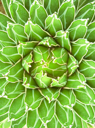 Sharp pointed agave plant leavesの写真素材