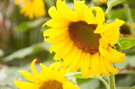 Sunflowerの写真素材