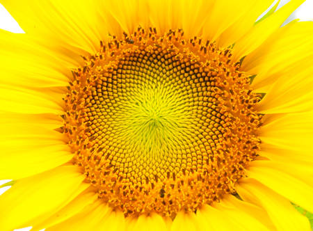 Sunflowerの写真素材