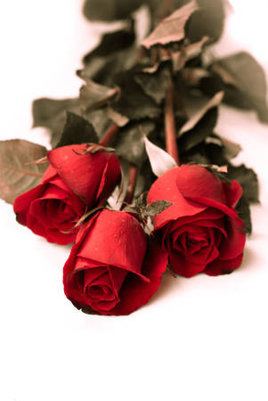 beautiful red rose isolated on white backgroundの写真素材