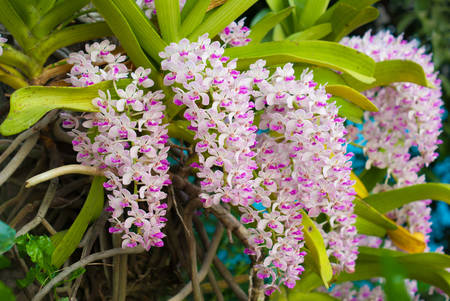the species orchid  Rhynchostylis  of thailand,tropical flowerの写真素材