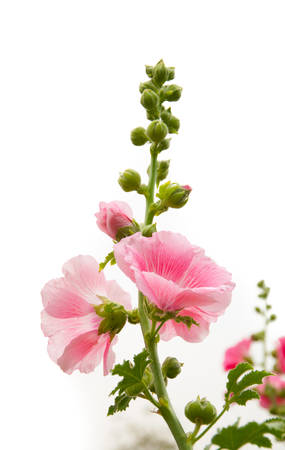 Hollyhock flowerの写真素材