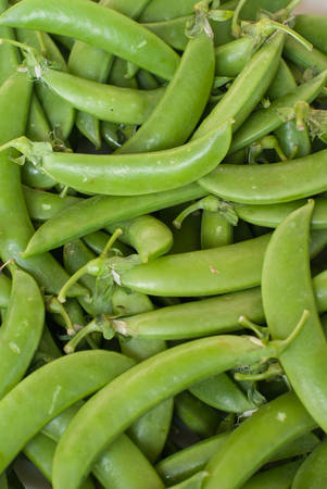 heaps of fresh crisp green peas in a pods  could be also used as texture made from a pile of snap peas の写真素材