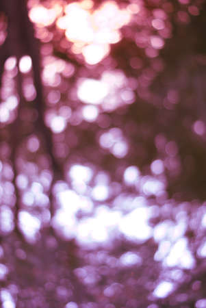 autumn maple out of focus background, good for backdropの写真素材