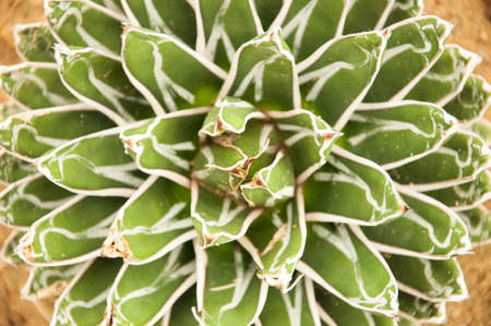 Sharp pointed agave plant leavesの写真素材