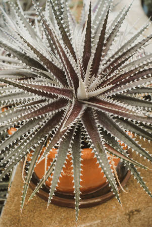 Close up of globe shaped cactus with long thornsの写真素材