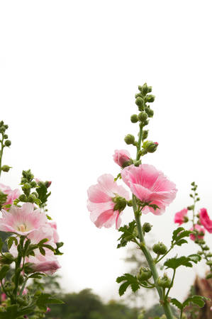 Hollyhock flowerの写真素材